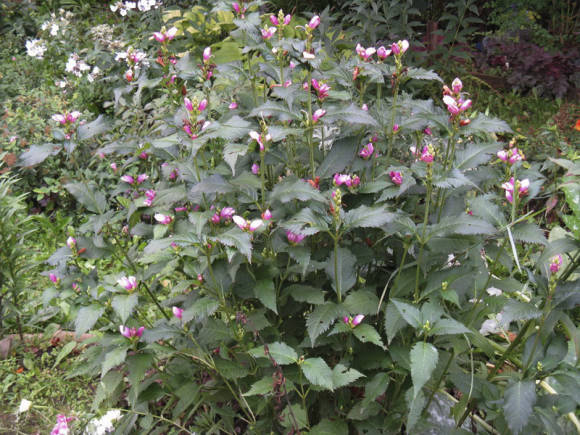 Хелоне Лайона (Chelone lyonii)