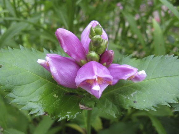 Хелоне Лайона (Chelone lyonii)