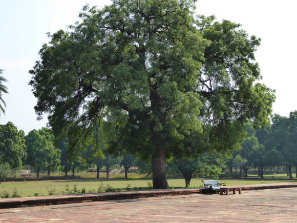 Ним, или азадирахта индийская (Azadirachta indica)