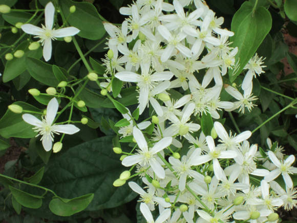 Ним, или азадирахта индийская (Azadirachta indica)