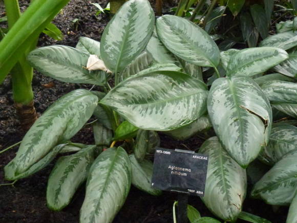 Аглаонема блестящая (Aglaonema nitidum)