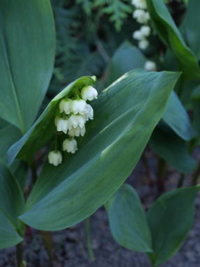 Ландыш майский (Convallaria majalis) 