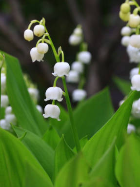 Ландыш Кейзке (Convallaria keiskei)