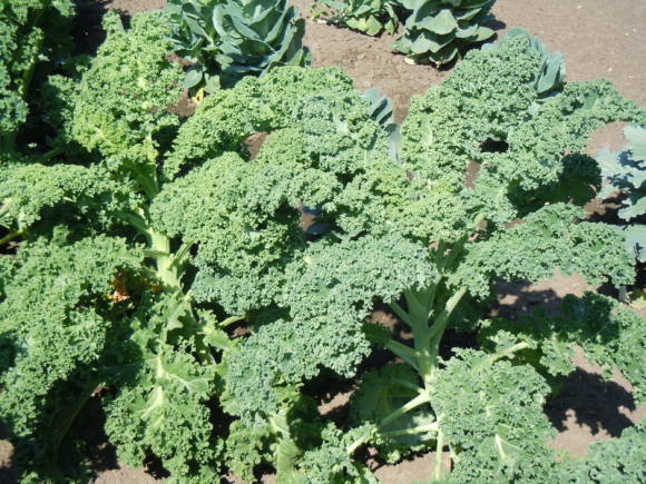 Капуста кудрявая (Brassica oleracea var. sabellica)