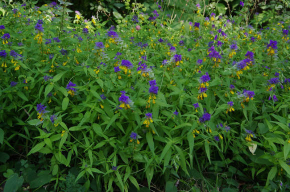 Марьянник дубравный (Melampyrum nemorosum)