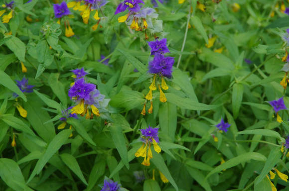 Марьянник дубравный (Melampyrum nemorosum)