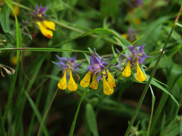 Марьянник дубравный (Melampyrum nemorosum)