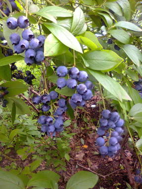 Голубика щитковая, или высокорослая (Vaccinium corymbosum)