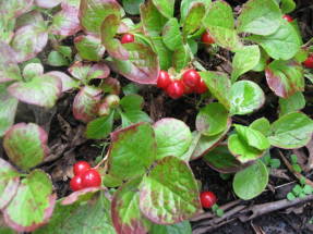 Красника (Vaccinium praestans)