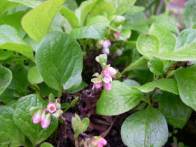 Красника (Vaccinium praestans)