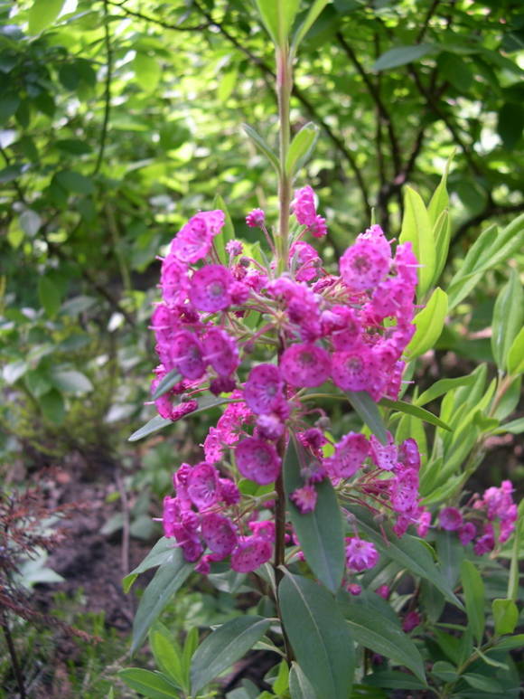 Кальмия узколистная (Kalmia angustifolia)