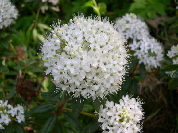 Багульник болотный (Ledum palustre)