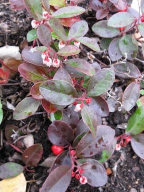 Гаультерия лежачая (Gaultheria procumbens) 