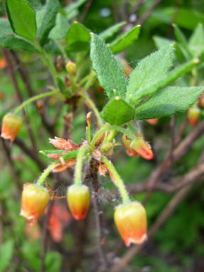 Менцизия волосистая (Menziesia pilosa) 