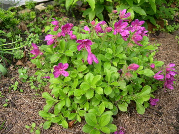 Рододендрон камчатский (Rhododendron camtschaticum)