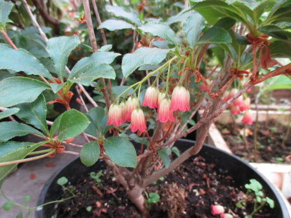 Энкиантус колокольчатый (Enkianthus campanulatus) 