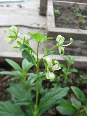 Эллиоттия прицветниковая (Elliottia bracteata) 