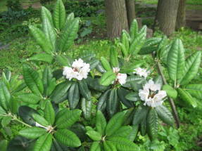 Рододендрон Унгерна (Rhododendron ungernii) 