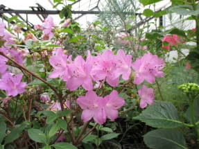 Рододендрон пукханский (Rhododendron yedoense var. poukhanense) 