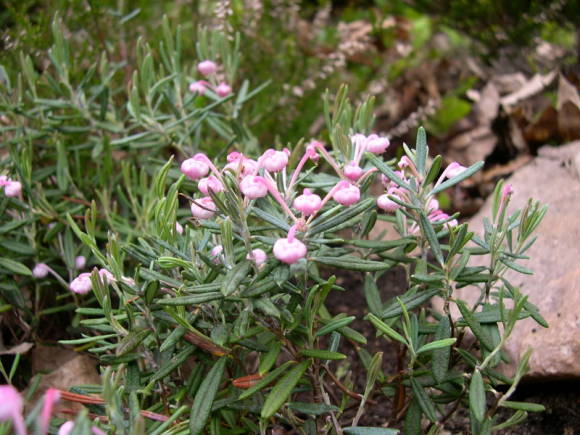 Подбел многолистный (Andromeda polifolia)