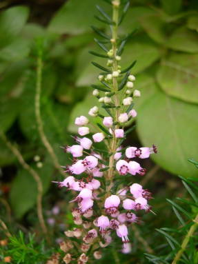 Эрика блуждающая (Erica vagans)