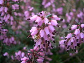 Эрика травяная (Erica herbacea) 