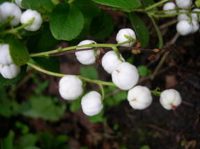 Гаультерия Микеля (Gaultheria pyroloides) 