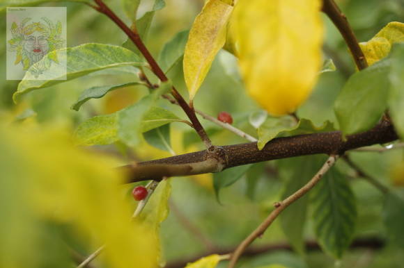 Акигуми, или лох зонтичный (Elaeagnus umbellata)