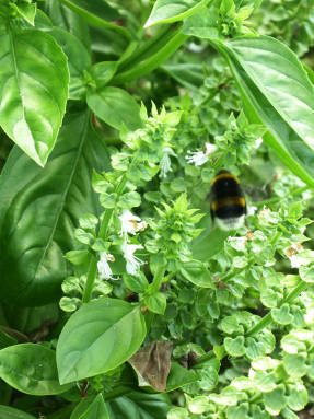 Базилик (Ocimum basilicum)