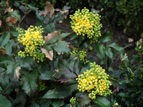 Магония падуболистная (Mahonia aquifolium)