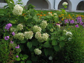 Гортензия древовидная (Hydrangea arborescens)