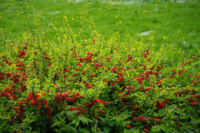 Хеномелес японский (Chaenomeles japonica)