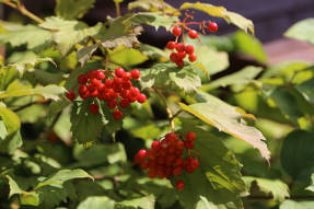 Калина Саржента (Viburnum sargentii)