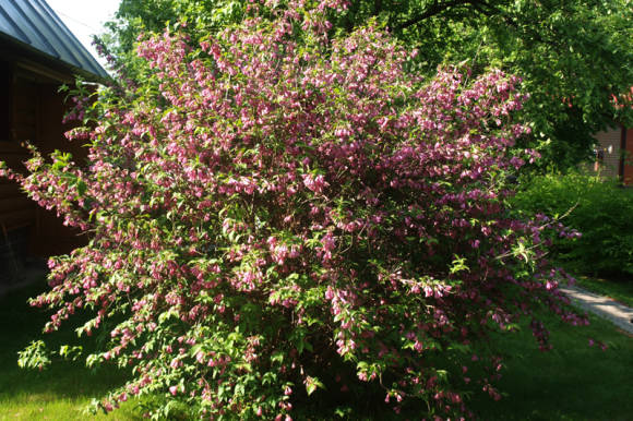 Вейгела ранняя (Weigela praecox)