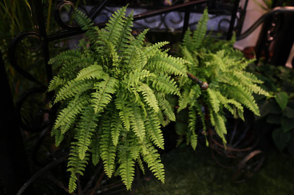 Нефролепис возвышенный (Nephrolepis exaltata)