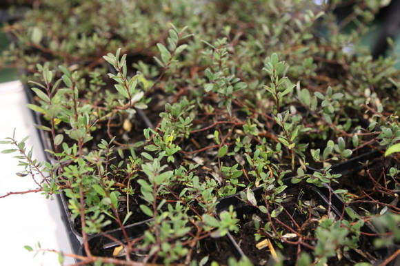 Bва микрогоза (Salix microgosa).