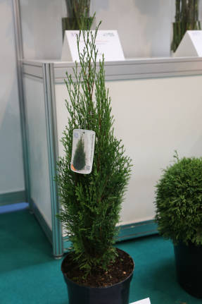 Туя западная (Thuja occidentalis) Dark Ember 