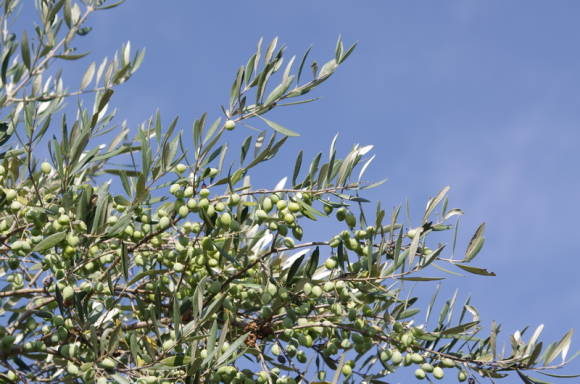 Олива европейская (Olea europaea)