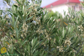 Олива европейская (Olea europaea)