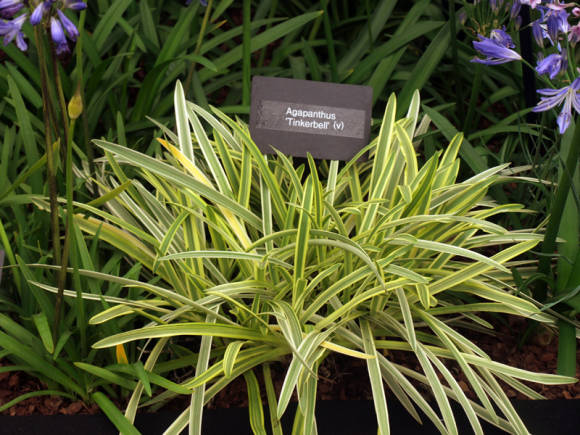 Агапантус восточный (Agapanthus praecox subsp. orientalis) Tinkerbell