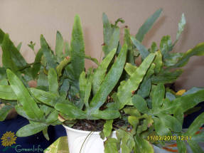 Флебодиум золотистый (Phlebodium aureum)