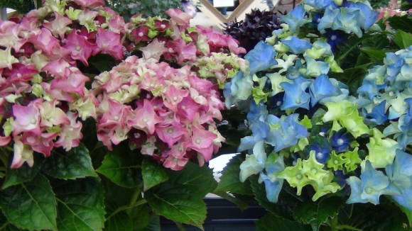 Гортензия крупнолистная (Hydrangea macrophylla) Lady Mata Hari