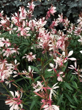 Гаура Линдхеймера (Gaura lindheimeri) Graceful Pink