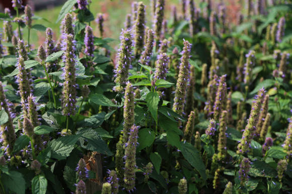 Многоколосник фенхельный, или фенхелевый (Agastache foeniculum), он же лофант анисовый