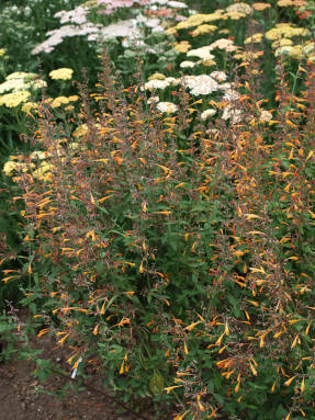 Лофант барберы (Agastache barberi) Firebird