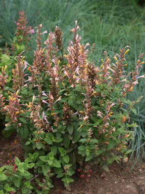 Лофант барберы (Agastache barberi)