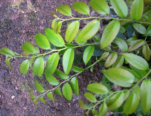 Леукотоэ Кэтсби (Leucothoe catesbaei)