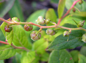 Леукотоэ Грея (Leucothoe grayana), цветки