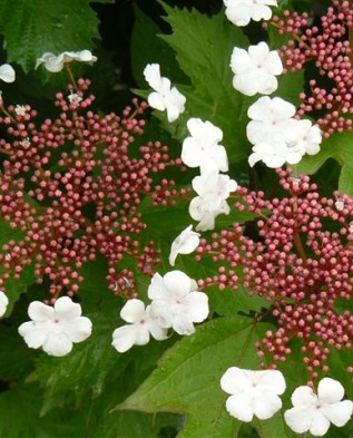 Viburnum Sargentii