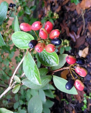 Viburnum burejaeticum